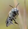 Megachile pilidens